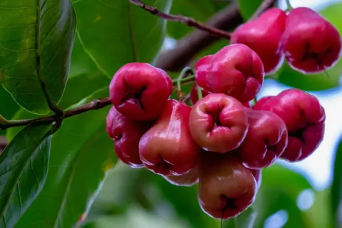 Rose Apple Wine Recipe - Easy Home Made Kerala Style Recipe