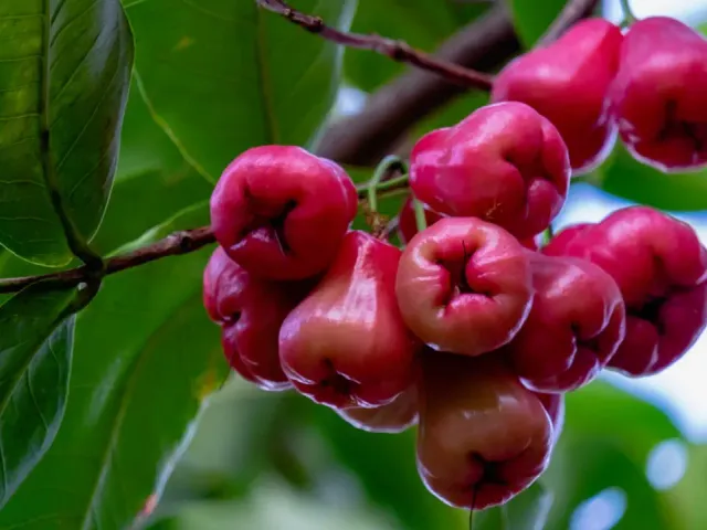 Rose Apple Wine Recipe - Easy Home Made Kerala Style Recipe
