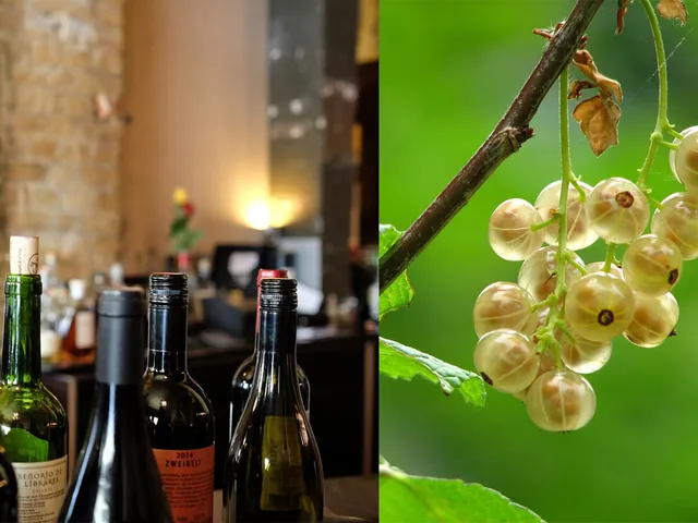 Amla Wine- Easy Home Made Kerala Style Recipes