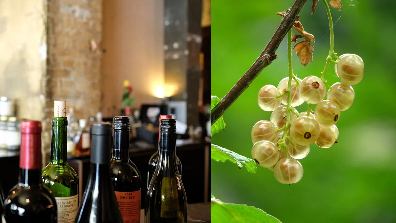 The Wine Corner - Variety Homemade Amla Wine Recipes